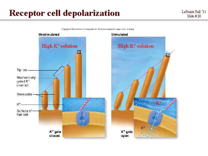 Receptor cell depolarization High K+ solution La. Pointe Fall ’ 11 Slide # 20