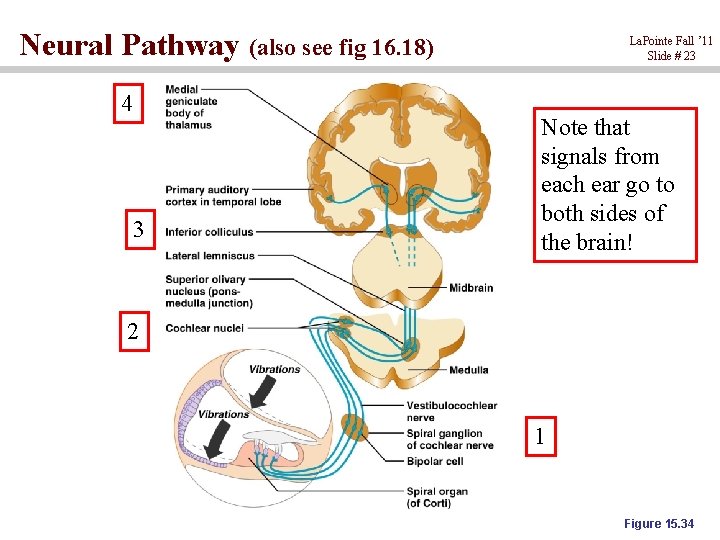 Neural Pathway (also see fig 16. 18) 4 3 La. Pointe Fall ’ 11