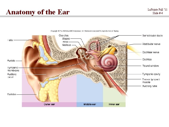 Anatomy of the Ear La. Pointe Fall ’ 11 Slide # 4 