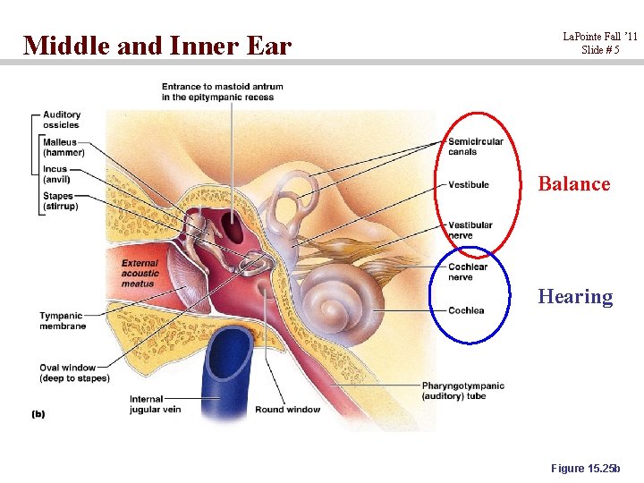Middle and Inner Ear La. Pointe Fall ’ 11 Slide # 5 Balance Hearing