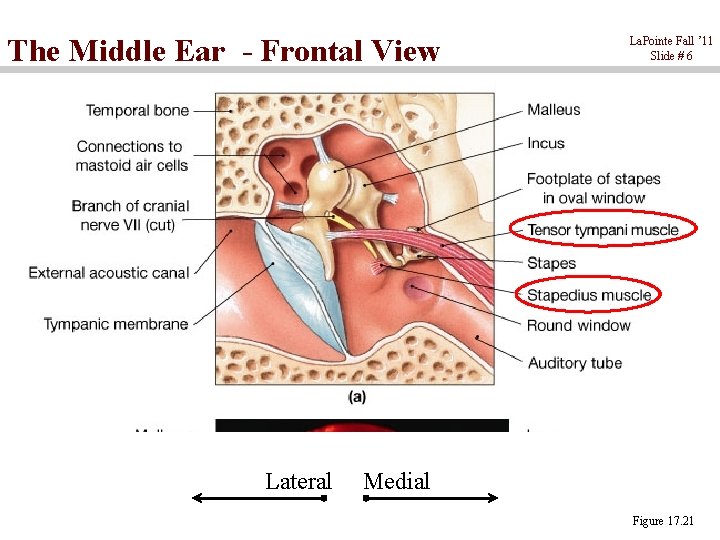 The Middle Ear - Frontal View Lateral La. Pointe Fall ’ 11 Slide #