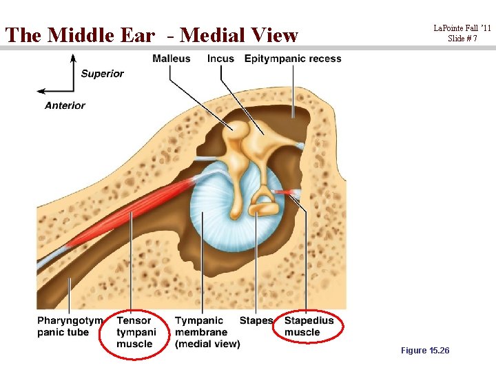 The Middle Ear - Medial View La. Pointe Fall ’ 11 Slide # 7