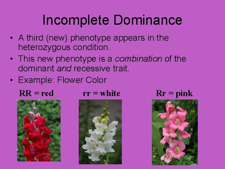 Incomplete Dominance • A third (new) phenotype appears in the heterozygous condition. • This