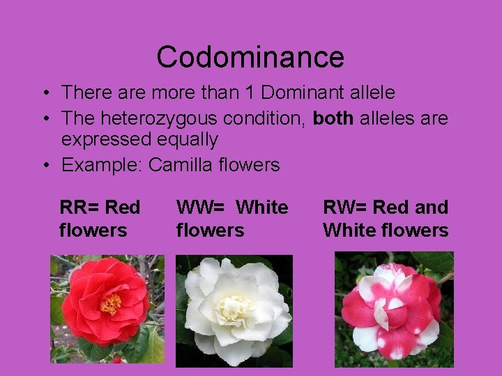 Codominance • There are more than 1 Dominant allele • The heterozygous condition, both