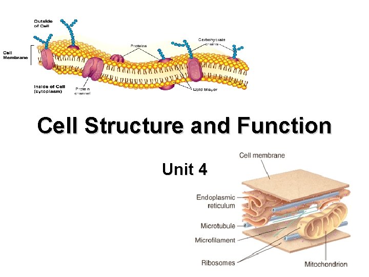 Cell Structure and Function Unit 4 What is