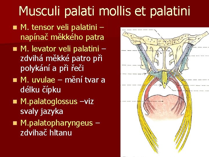 Musculi palati mollis et palatini n n n M. tensor veli palatini – napínač