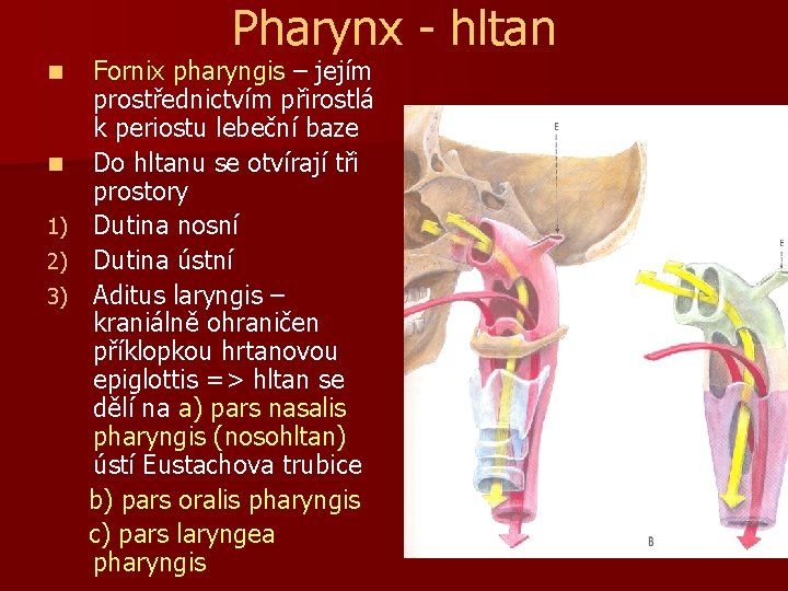 Pharynx - hltan n n 1) 2) 3) Fornix pharyngis – jejím prostřednictvím přirostlá