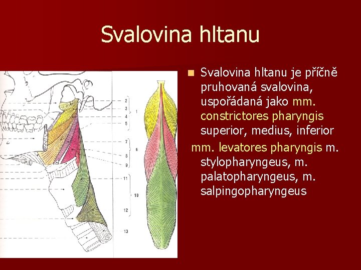 Svalovina hltanu je příčně pruhovaná svalovina, uspořádaná jako mm. constrictores pharyngis superior, medius, inferior