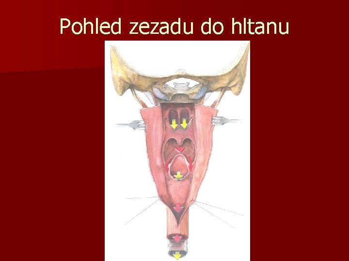 Pohled zezadu do hltanu 