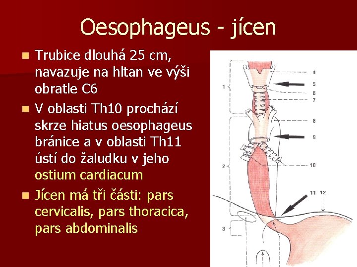 Oesophageus - jícen Trubice dlouhá 25 cm, navazuje na hltan ve výši obratle C