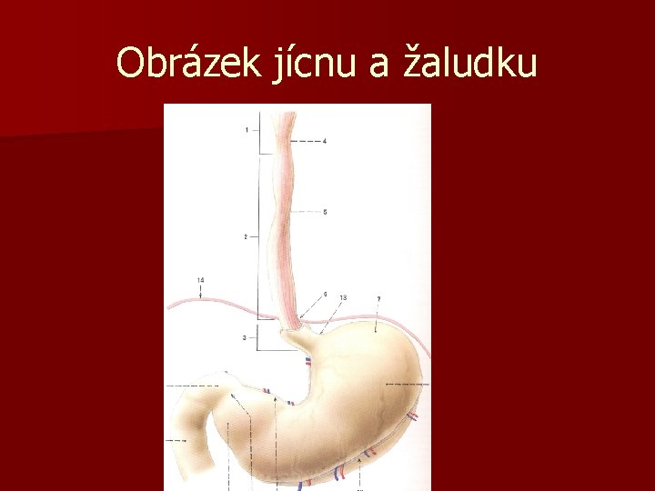 Obrázek jícnu a žaludku 