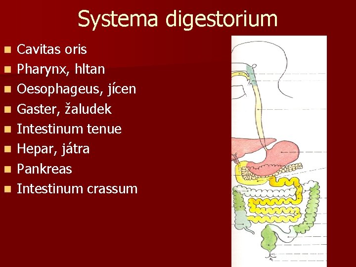 Systema digestorium n n n n Cavitas oris Pharynx, hltan Oesophageus, jícen Gaster, žaludek