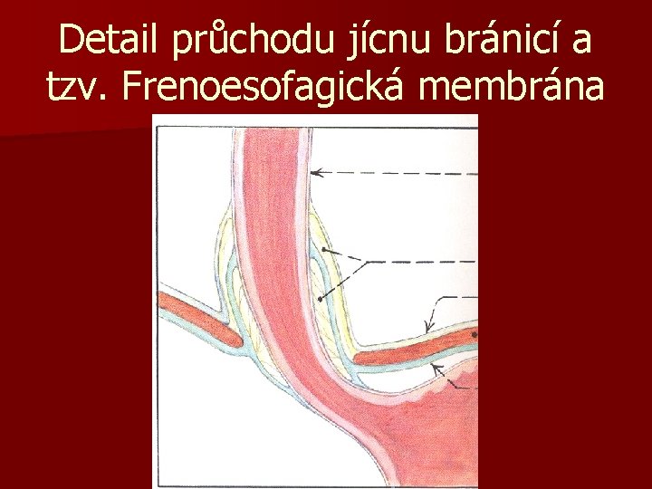 Detail průchodu jícnu bránicí a tzv. Frenoesofagická membrána 