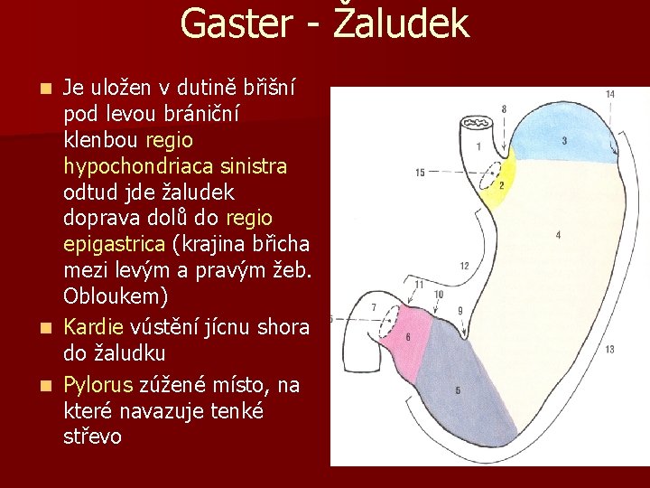 Gaster - Žaludek Je uložen v dutině břišní pod levou brániční klenbou regio hypochondriaca