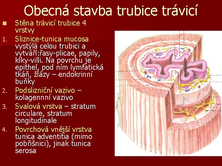 Obecná stavba trubice trávicí n 1. 2. 3. 4. Stěna trávicí trubice 4 vrstvy