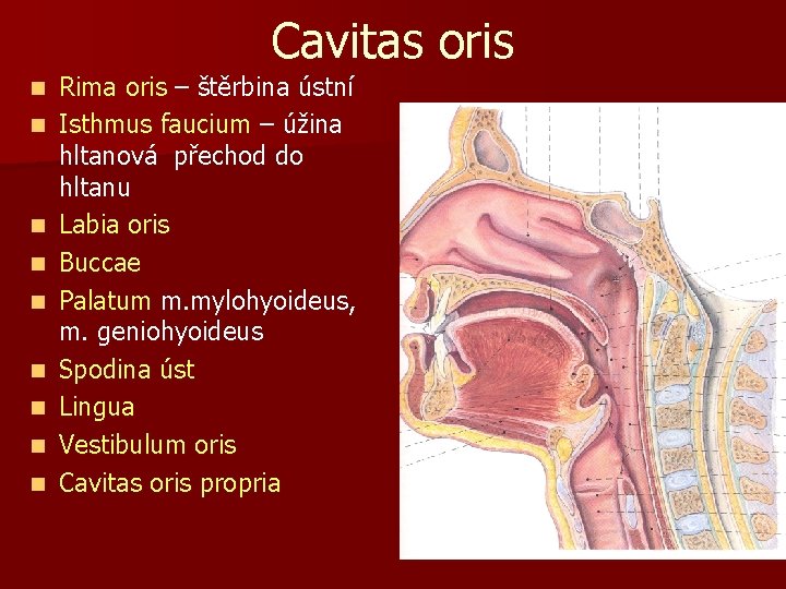 Cavitas oris n n n n n Rima oris – štěrbina ústní Isthmus faucium