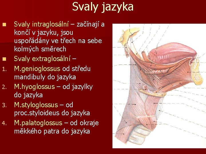 Svaly jazyka n n 1. 2. 3. 4. Svaly intraglosální – začínají a končí