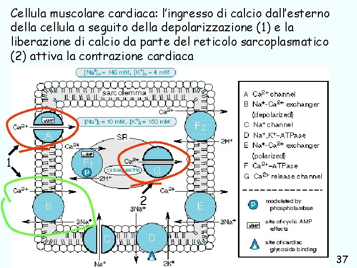 Cellula muscolare cardiaca: l’ingresso di calcio dall’esterno della cellula a seguito della depolarizzazione (1)
