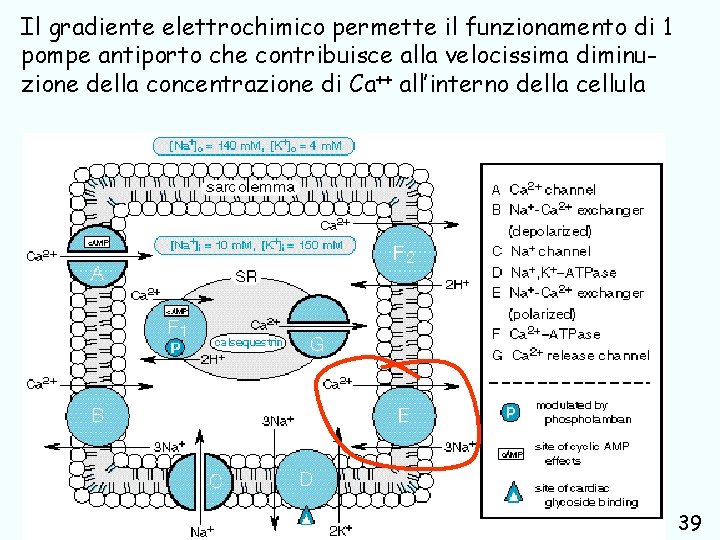 Il gradiente elettrochimico permette il funzionamento di 1 pompe antiporto che contribuisce alla velocissima