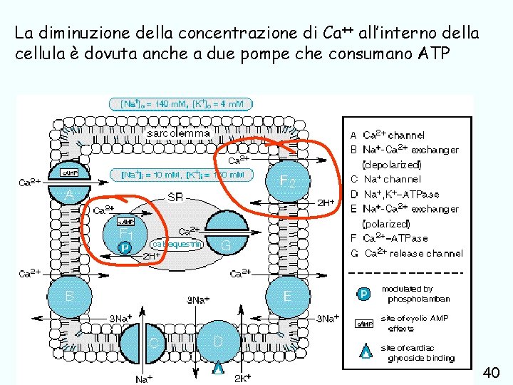 La diminuzione della concentrazione di Ca++ all’interno della cellula è dovuta anche a due