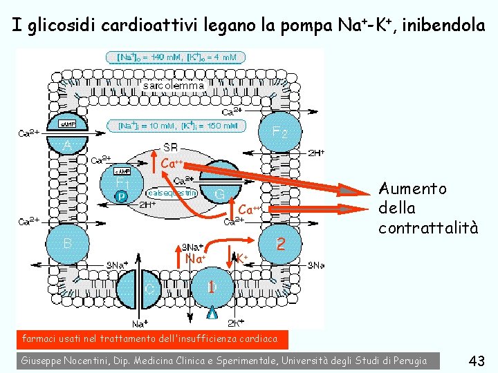 I glicosidi cardioattivi legano la pompa Na+-K+, inibendola Ca++ Na+ K+ 2 Aumento della