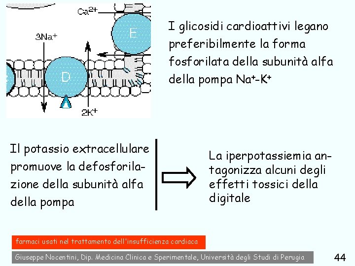 I glicosidi cardioattivi legano preferibilmente la forma fosforilata della subunità alfa della pompa Na+-K+