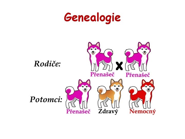 Genealogie 