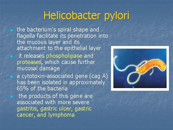 Helicobacter pylori n n the bacterium's spiral shape and flagella facilitate its penetration into