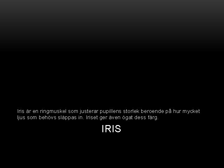 Iris är en ringmuskel som justerar pupillens storlek beroende på hur mycket ljus som