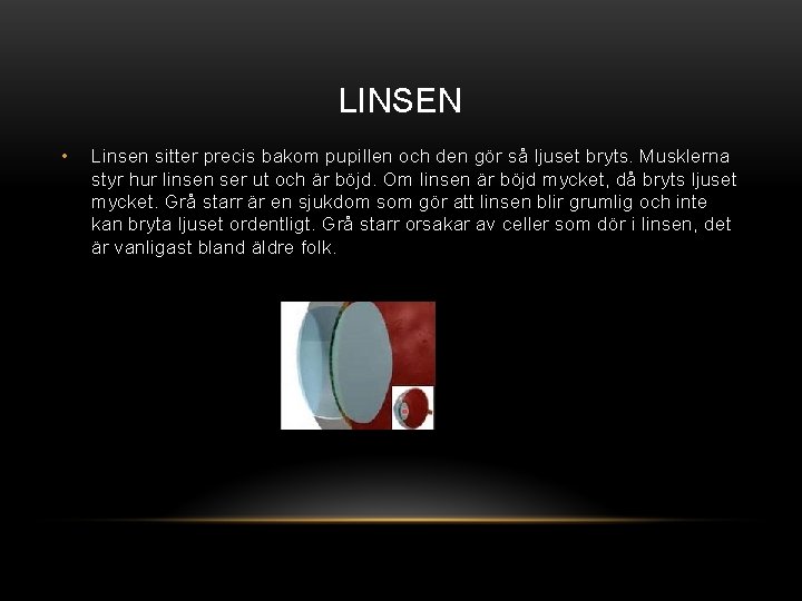 LINSEN • Linsen sitter precis bakom pupillen och den gör så ljuset bryts. Musklerna
