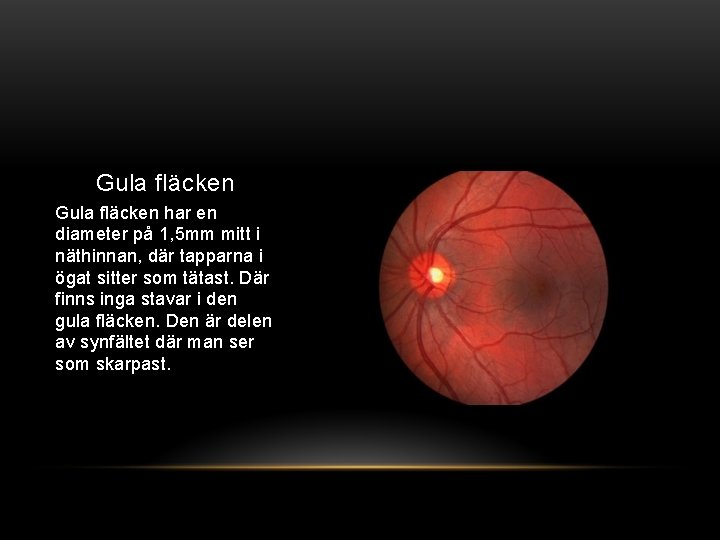 Gula fläcken har en diameter på 1, 5 mm mitt i näthinnan, där tapparna