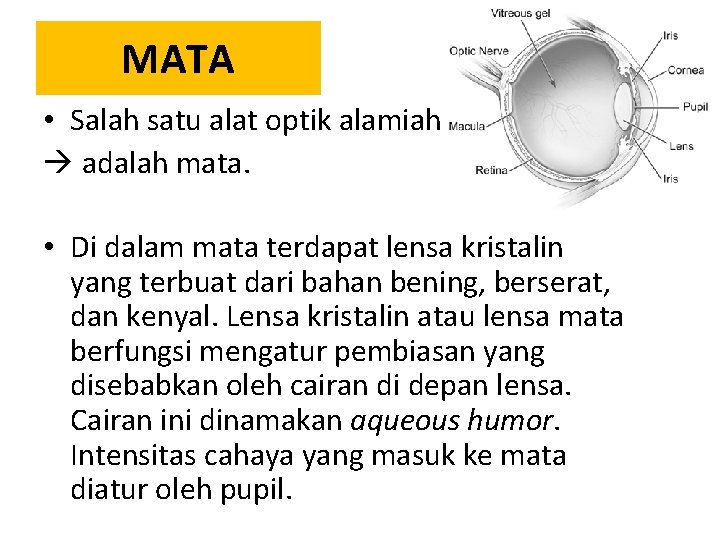 MATA • Salah satu alat optik alamiah adalah mata. • Di dalam mata terdapat