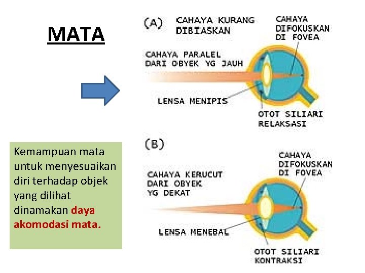 MATA Kemampuan mata untuk menyesuaikan diri terhadap objek yang dilihat dinamakan daya akomodasi mata.