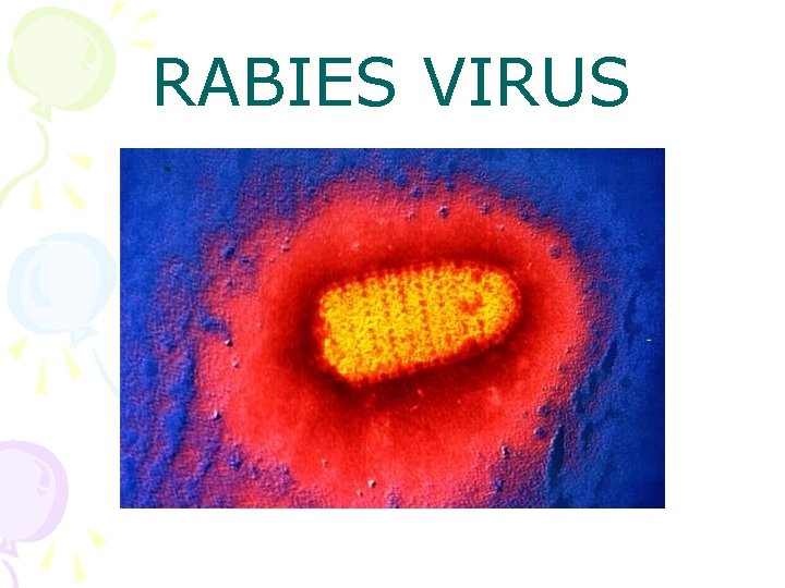 RABIES VIRUS 