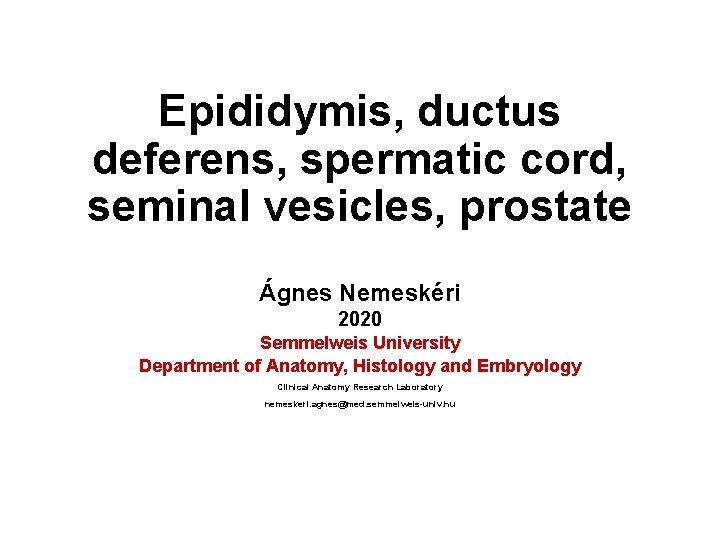 Epididymis, ductus deferens, spermatic cord, seminal vesicles, prostate Ágnes Nemeskéri 2020 Semmelweis University Department