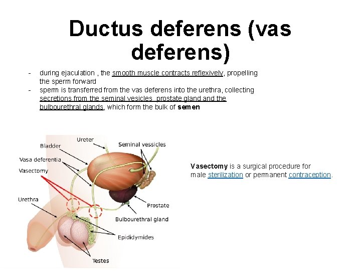 Ductus deferens (vas deferens) - during ejaculation , the smooth muscle contracts reflexively, propelling