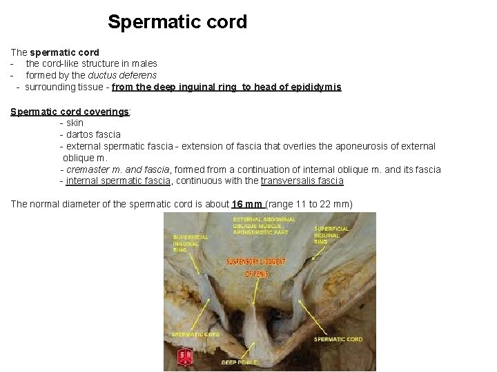 Spermatic cord The spermatic cord - the cord-like structure in males - formed by