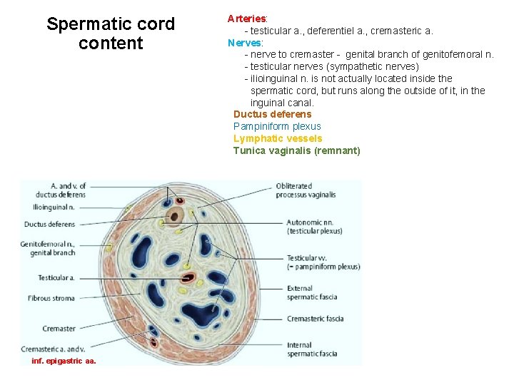 Spermatic cord content inf. epigastric aa. Arteries: - testicular a. , deferentiel a. ,