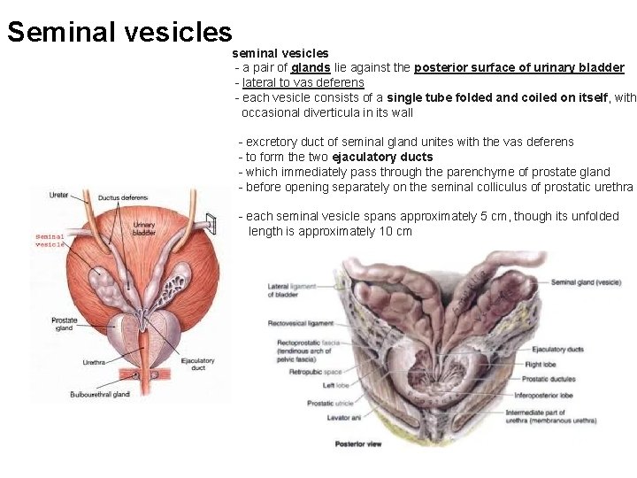 Seminal vesicles seminal vesicles - a pair of glands lie against the posterior surface