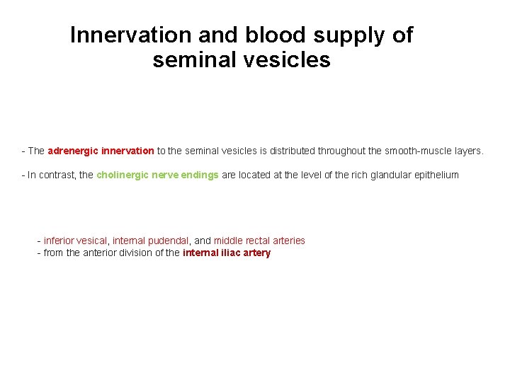 Innervation and blood supply of seminal vesicles - The adrenergic innervation to the seminal