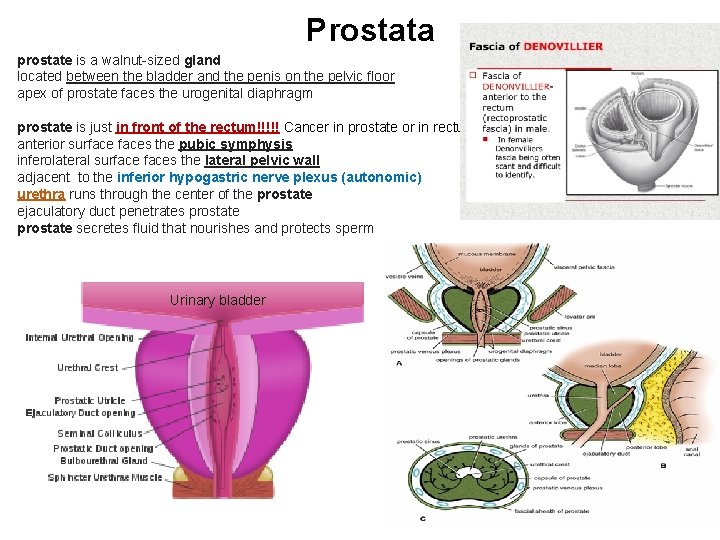 Prostata prostate is a walnut-sized gland located between the bladder and the penis on