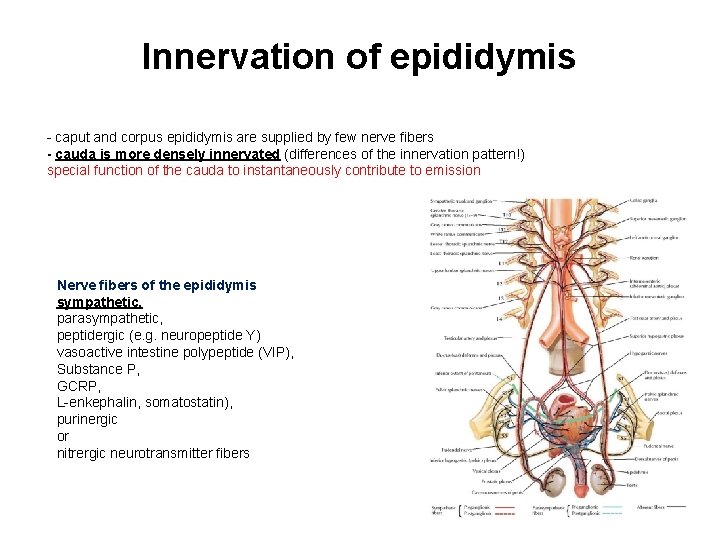 Innervation of epididymis - caput and corpus epididymis are supplied by few nerve fibers