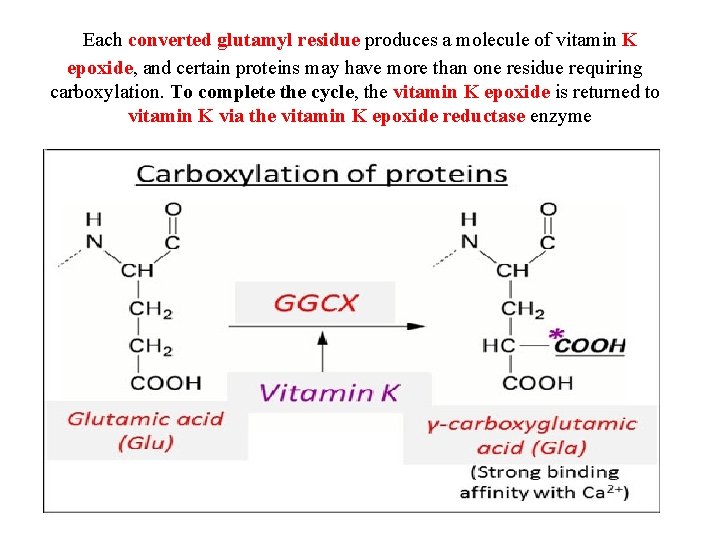 Each converted glutamyl residue produces a molecule of vitamin K epoxide, and certain proteins