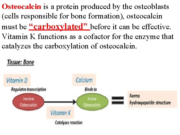 Osteocalcin is a protein produced by the osteoblasts (cells responsible for bone formation), osteocalcin