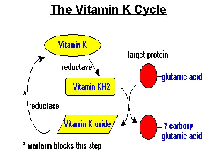 The Vitamin K Cycle 