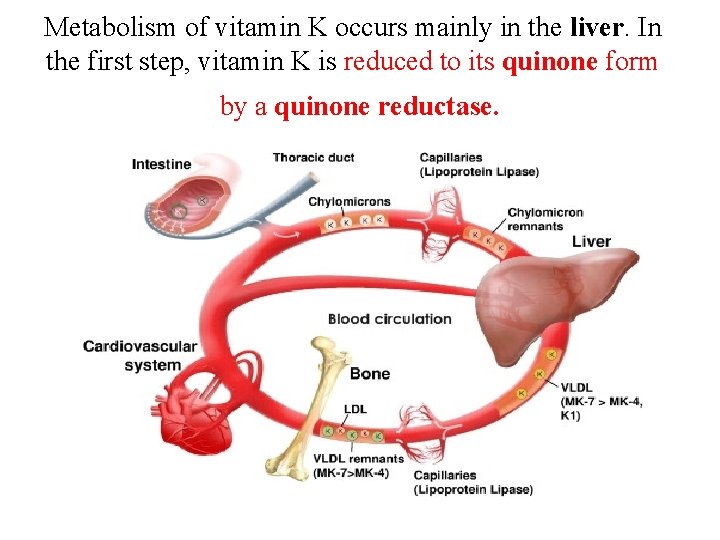 Metabolism of vitamin K occurs mainly in the liver. In the first step, vitamin