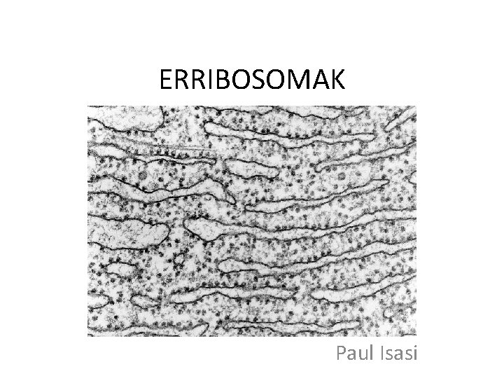 ERRIBOSOMAK Paul Isasi 