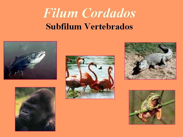 Filum Cordados Subfilum Vertebrados 