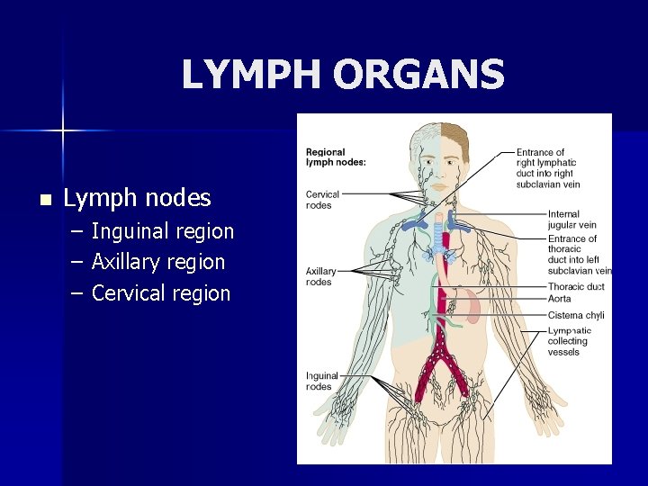 LYMPH ORGANS n Lymph nodes – – – Inguinal region Axillary region Cervical region