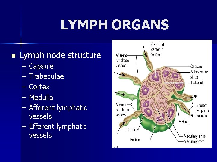 LYMPH ORGANS n Lymph node structure – – – Capsule Trabeculae Cortex Medulla Afferent